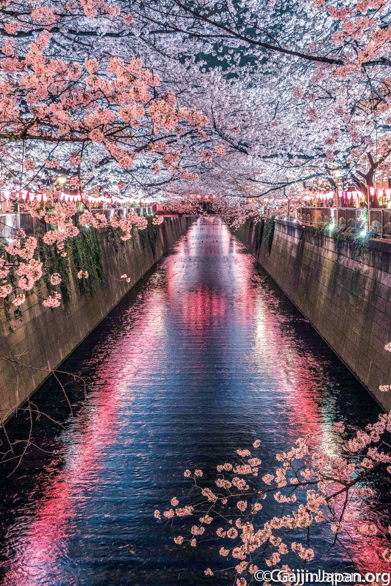 UnGaijinAuJapon's tweet image. 🇯🇵 P2 - Et puis quand la nuit est venue sur les Sakura de la Meguro-gawa à Tokyo ... ça envoie du lourd! 

#BattlePhoto