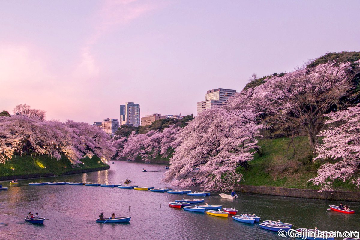 UnGaijinAuJapon's tweet image. 🇯🇵 P3 - sinon quand le soleil se couche sur les sakura de Chidorigafuchi c'est pas mal non plus! 🌸🌸🌸

#BattlePhoto