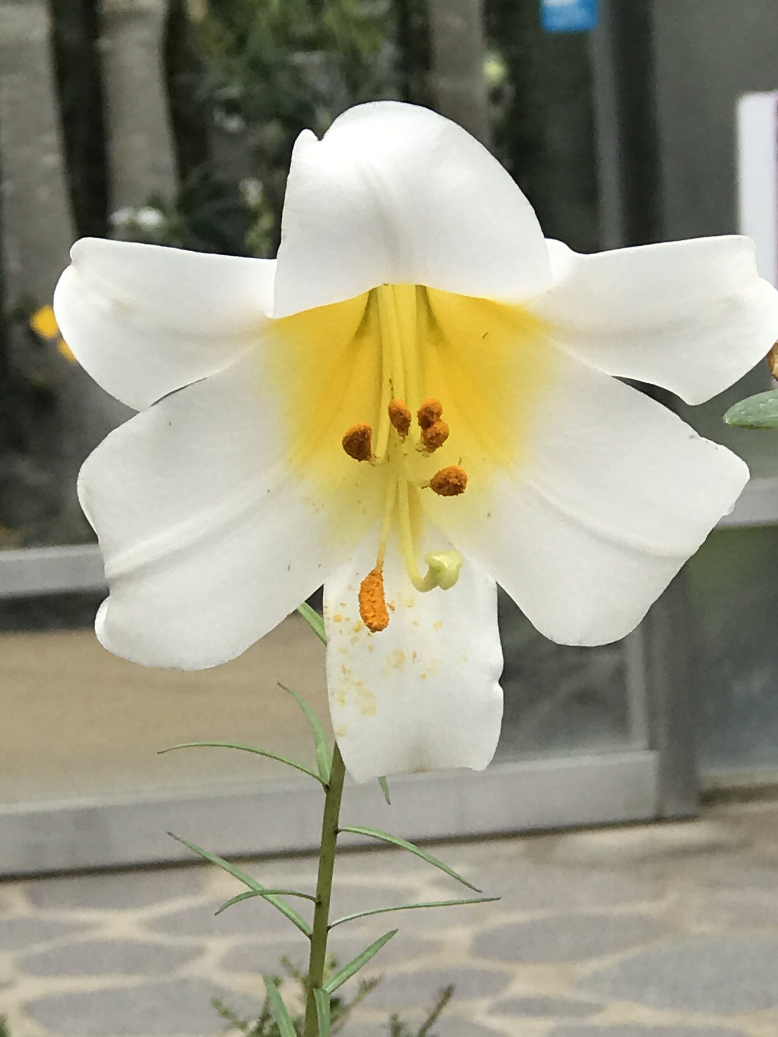 ひまわり ゆりの花もいろいろ 高山植物コーナーにあった 可憐でキュートな百合たち エレガントなユリ 下を向いた愛らしいゆり 素晴らしい 咲くやこの花館 ゆり ユリ 百合 高山植物 エレガントな花 花 T Co Lbthbcf7xl Twitter