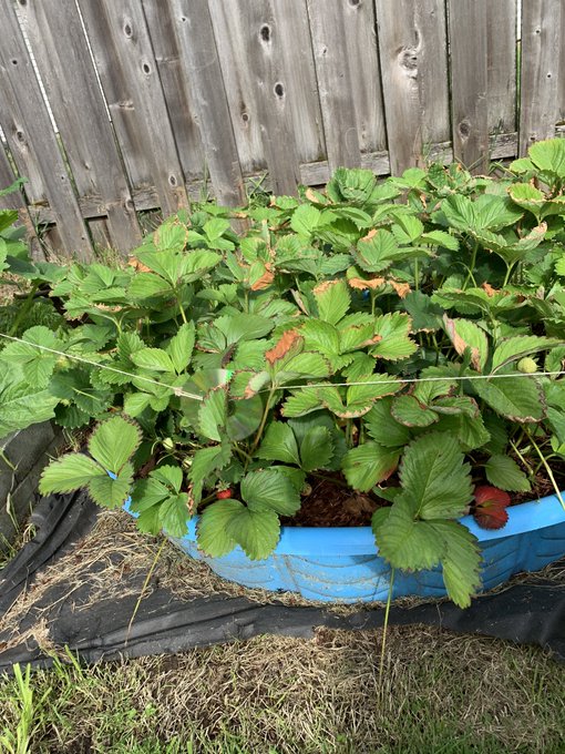 Garden update! :) can wait to show you guys my cooking skills! #onlyfans #onlyfansnewbie  https://t.co/K2TTwIL5TI<a href="/tag/onlyfans"class="tags"><span>#onlyfans</span></a><a href="/tag/onlyfansnewbie"class="tags"><span>#onlyfansnewbie</span></a>