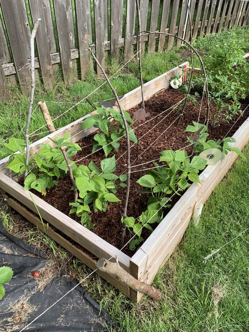 Garden update! :) can wait to show you guys my cooking skills! #onlyfans #onlyfansnewbie  https://t.co/K2TTwIL5TI<a href="/tag/onlyfans"class="tags"><span>#onlyfans</span></a><a href="/tag/onlyfansnewbie"class="tags"><span>#onlyfansnewbie</span></a>