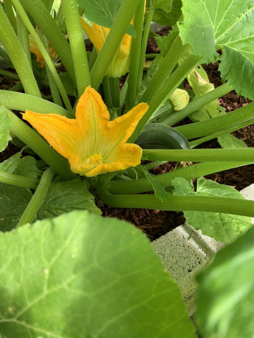 Garden update! :) can wait to show you guys my cooking skills! #onlyfans #onlyfansnewbie  https://t.co/K2TTwIL5TI<a href="/tag/onlyfans"class="tags"><span>#onlyfans</span></a><a href="/tag/onlyfansnewbie"class="tags"><span>#onlyfansnewbie</span></a>