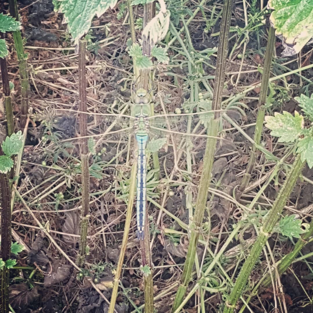 Beautiful dragonfly in a stinging nettle bee.
#Dragonfly