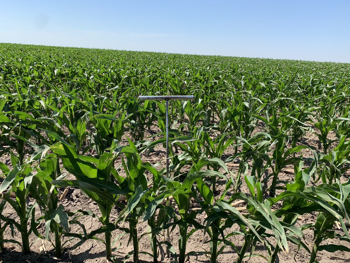 Last rain was not widespread. Some farmers in the area may need to irrigate later this week, but don’t be over zealous. Too much water will saturate profile, which will leach precious nutrients, push herbicide below weed germination zone, and slow microbial activity.