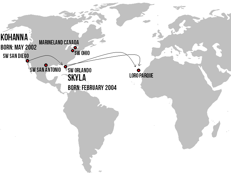 Jazzy Dolphin 🐬 tweet media