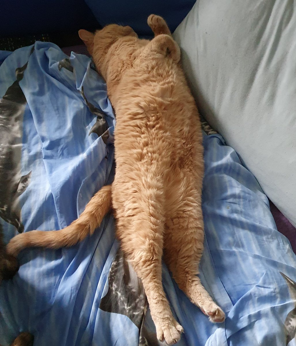 Gizmo_and_Simba's tweet photo. Gizmo: This bed is mine! #CatsOfTwitter https://t.co/jH4UXNofT5