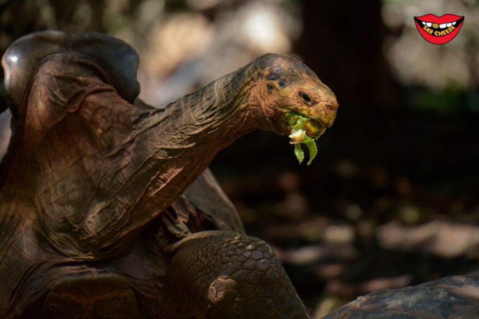 Diego, 100 year old tortoise who single handedly saved his species with his rapid sex drive, is retiring. He has 800 kids.