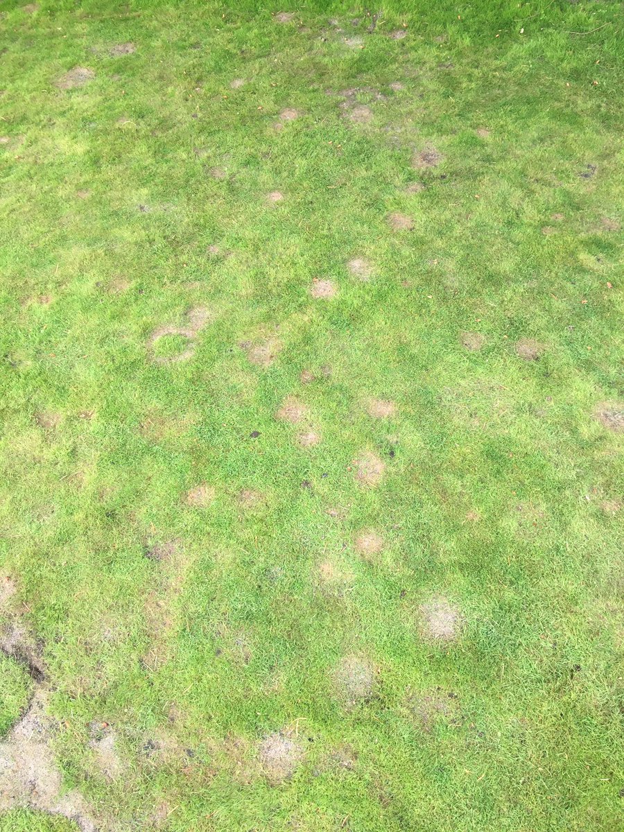 hooksie6's tweet photo. @turfpath @paceturf @turfexpert @iTweetTurf Some recovery has been made in the last 2 weeks! Got hit hard with a few things this year, maybe nematode sparked diseases and high humidity folia fungus! https://t.co/9MHIEYsEKo