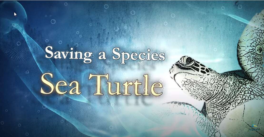 6/16 is #SeaTurtleDay #WorldSeaTurtleDay. Today at 2:30 pm, @FCPT_IDTS Channel 21 airs "Saving a Species: Sea Turtle,” an educational offering from ShamuTV. A toolbox of resources is at bit.ly/2BegLUn. Watch on cable or the simulcast at fcps.edu/tv.
