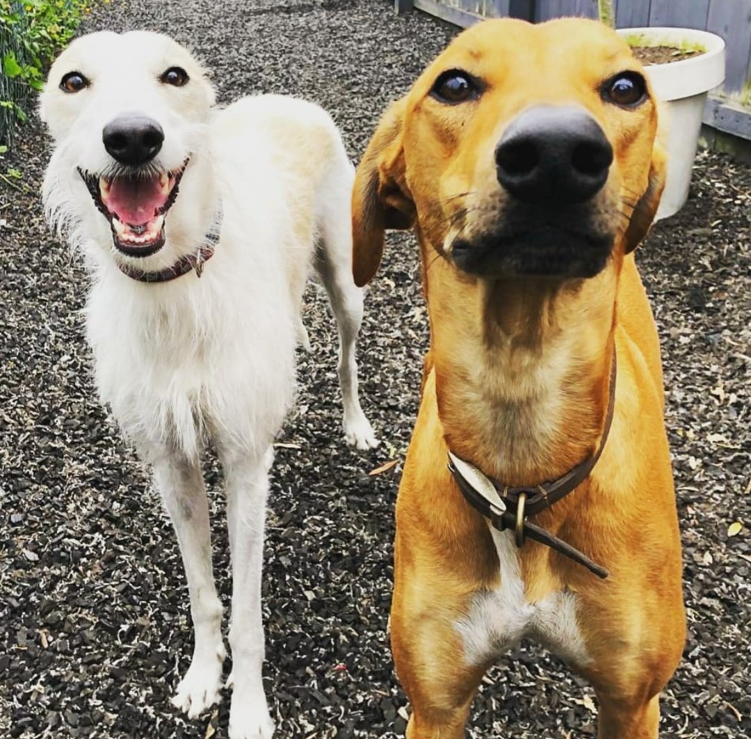 RosieDogDaycare's tweet photo. Let the reunions continue 🐾💞
#rosiesplace #dogdaycare #dogwalking #petservices #gosforth #newcastle #dogs #tuesdaydogs #happydogs #reunited #dogreunion #reunions #welcomeback #wevemissedyou #spaniels #lurcherlove #lablove #welovedogs #itsadogslife #allyouneedisloveandadog https://t.co/JaTwUYfG1I