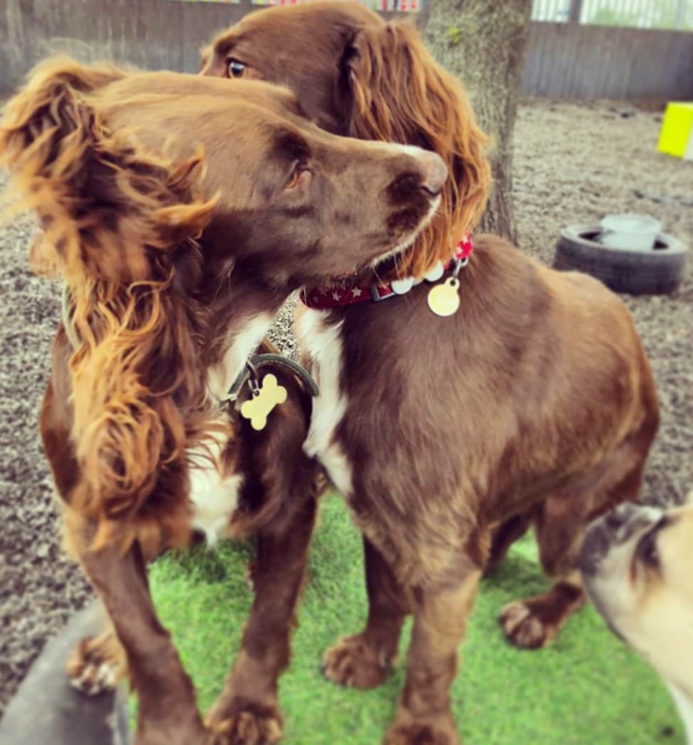 RosieDogDaycare's tweet photo. Let the reunions continue 🐾💞
#rosiesplace #dogdaycare #dogwalking #petservices #gosforth #newcastle #dogs #tuesdaydogs #happydogs #reunited #dogreunion #reunions #welcomeback #wevemissedyou #spaniels #lurcherlove #lablove #welovedogs #itsadogslife #allyouneedisloveandadog https://t.co/JaTwUYfG1I