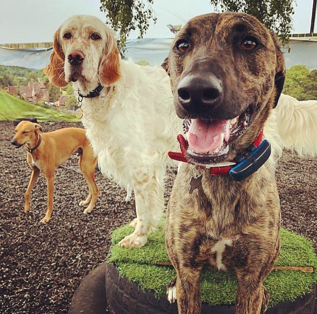 RosieDogDaycare's tweet photo. Let the reunions continue 🐾💞
#rosiesplace #dogdaycare #dogwalking #petservices #gosforth #newcastle #dogs #tuesdaydogs #happydogs #reunited #dogreunion #reunions #welcomeback #wevemissedyou #spaniels #lurcherlove #lablove #welovedogs #itsadogslife #allyouneedisloveandadog https://t.co/JaTwUYfG1I