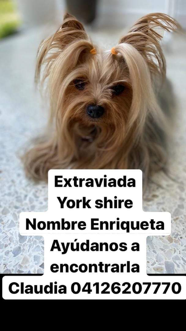 SE BUSCA!! RT MASIVO. SE EXTRAVIÓ POR LA CALLE CAURIMARE DE BELLO MONTE. <a href="/anitavidalp/">Anita Vidal</a> <a href="/jjjs1954/">Judith Jaimes</a> <a href="/sol651/">Sol Rojas</a> @tanfumadass <a href="/apoyocanino/">RAC</a> <a href="/PerroUsuario/">PerroUsuario Wof '•'</a> <a href="/patitaspeludas3/">patitaspeludas21</a> <a href="/unapataamigaccs/">UNA PATA AMIGA INDEP</a> <a href="/ColdeBelloMonte/">Colinas de Bello Monte</a> <a href="/MariaConchita_A/">MariaConchitaAlonso</a> <a href="/claudiacgg/">Claudia González 🇻🇪</a> <a href="/vhbracamonte/">Victor H. Bracamonte:.</a> <a href="/MASCOTASDECALLE/">MascotasDeCalle</a>