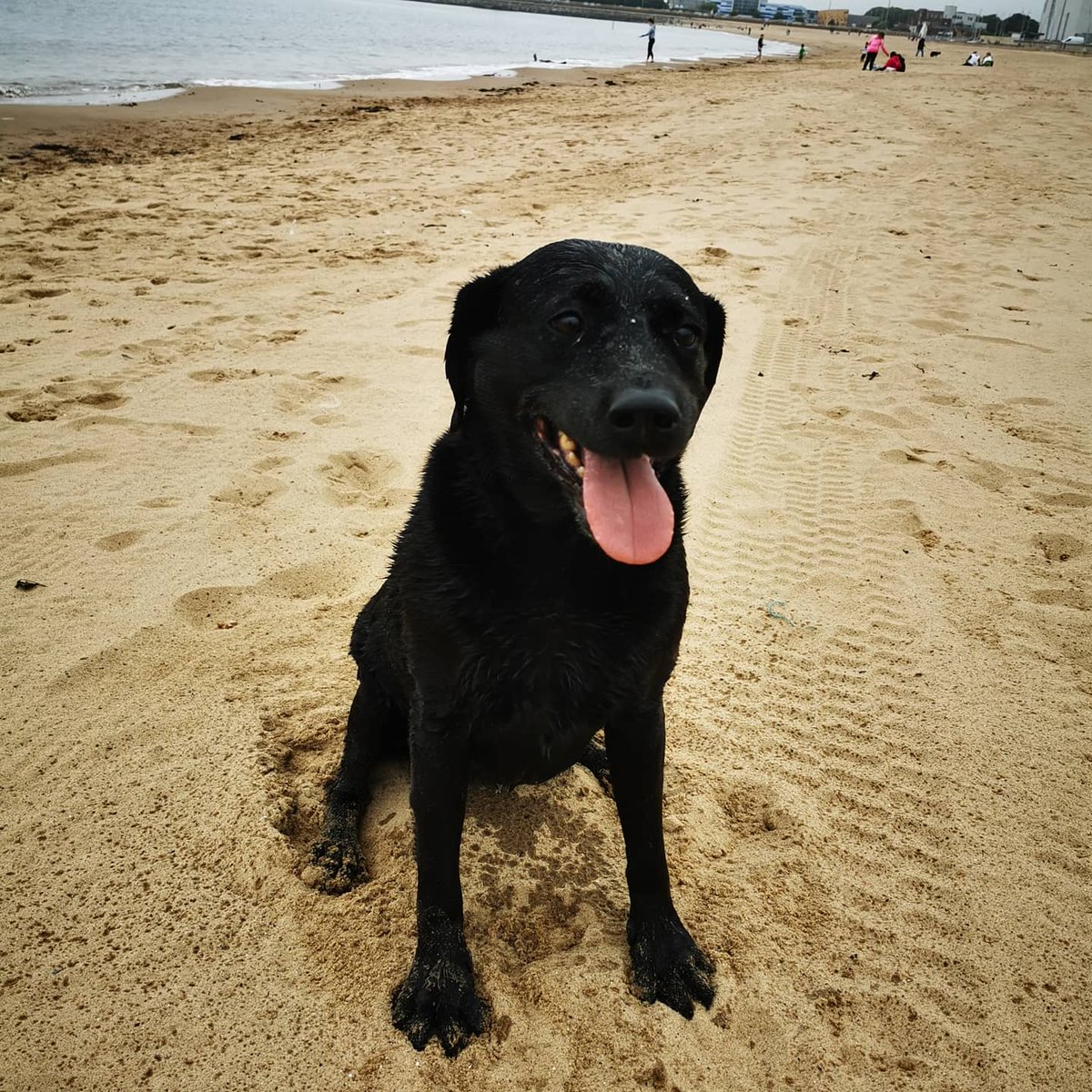ChosenShield's tweet photo. My girl Jones. Who doesn't love a black lab? 🖤🐾
#seaslag https://t.co/e73rvLPORy