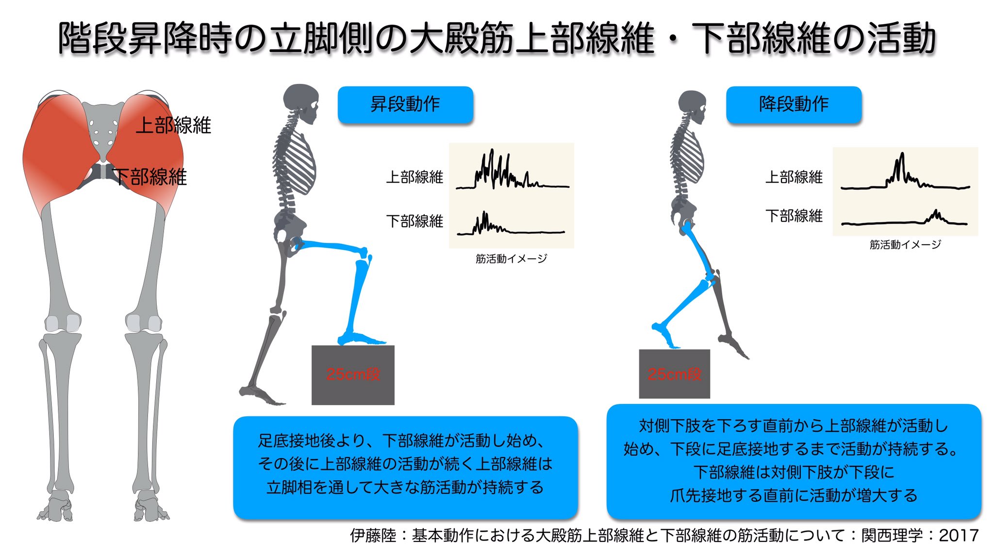 むっくん 臨床のコツをカタチに 階段昇降シリーズ 階段昇降時の立脚側の大殿筋上部線維と下部線維の活動 降段に比べると 昇段の方が要求される筋活動は高く 立脚を通じて活動が持続しています 特に 側方の安定に必要な上部線維に強く活動が要求され むっくん 臨床のコツをカタチに 階段昇降シリーズ 階段昇降時の立脚側の大殿筋上部線維と下部線維の活動 降段に比べると 昇段の方が要求される筋活動は高く 立脚を通じて活動が持続しています 特に 側方の安定に必要な上部線維に強く活動が要求され