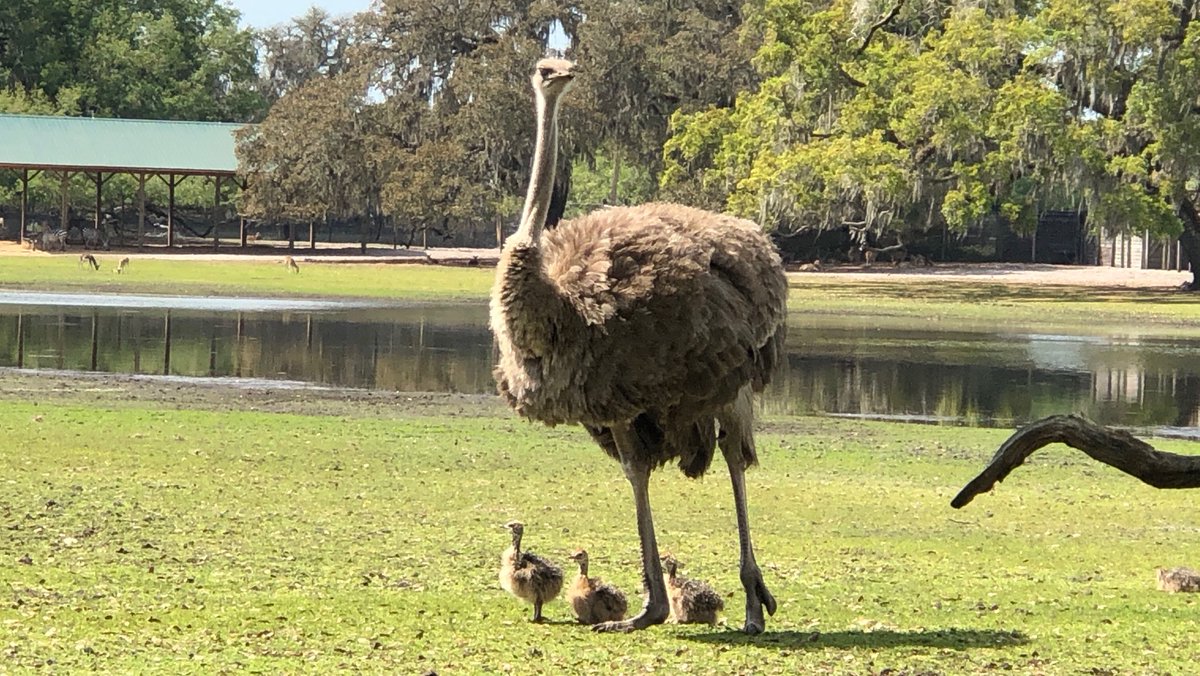 GiraffeRanchFL's tweet photo. An ostrich hen with her chicks. 🐤 🐤 🐤 Just another day here on the ranch! #TampaBay #ThingstodinTampa https://t.co/bbeKkkfy5g