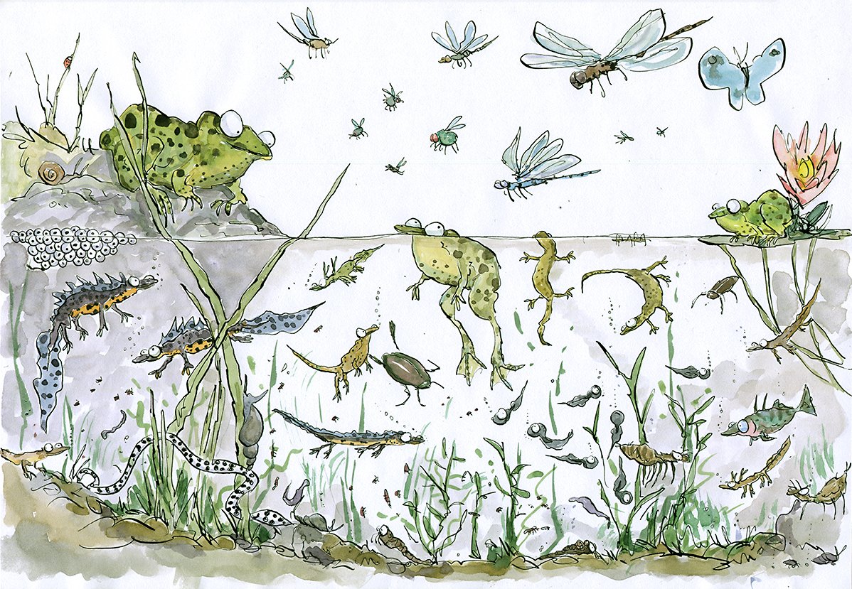 A3 sized (297 x 420 mm) digital prints of this image ‘Pond Life’ available to buy... Please DM me for details.