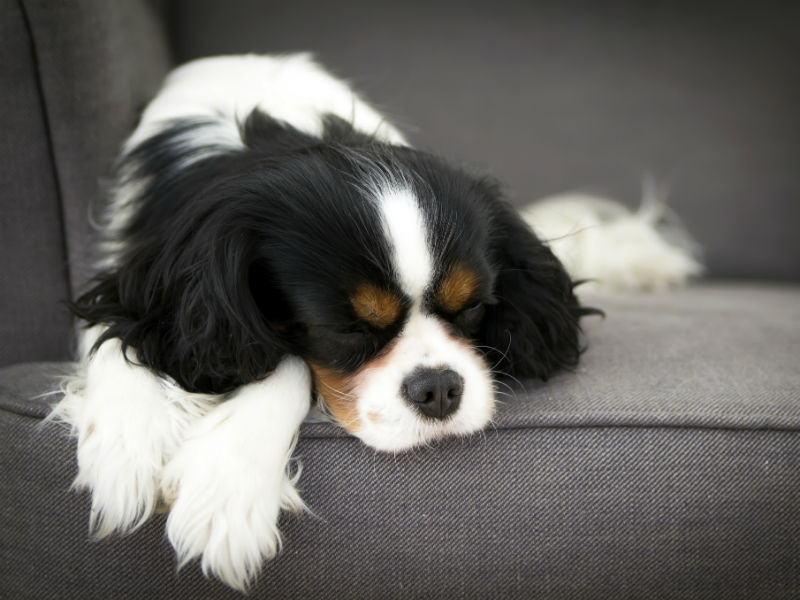 PetsRInn's tweet photo. Ever curious to know what your dog dreams about? Find out here: https://t.co/kYIMMgzMFL https://t.co/RNsQArYZTK