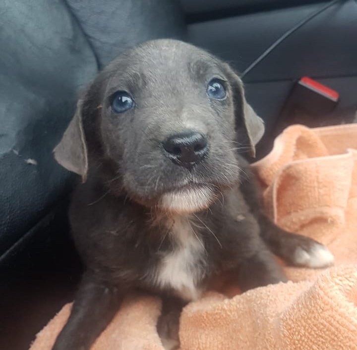 AnimalParaiso's tweet photo. Favor compartir: un abuelito de 87 años de edad les está buscando hogares a estos bellos cachorritos en la comuna de #ELTABO en la V Región costa, el abuelito es sordo y vive sólo de su pensión solidaria.

Contacto y más info al fono o WhatsApp: +569 9743 1573 o +56 9 9447 9530. https://t.co/eiDzlx2pNt