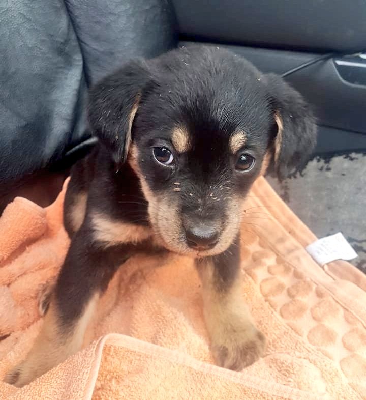 AnimalParaiso's tweet photo. Favor compartir: un abuelito de 87 años de edad les está buscando hogares a estos bellos cachorritos en la comuna de #ELTABO en la V Región costa, el abuelito es sordo y vive sólo de su pensión solidaria.

Contacto y más info al fono o WhatsApp: +569 9743 1573 o +56 9 9447 9530. https://t.co/eiDzlx2pNt