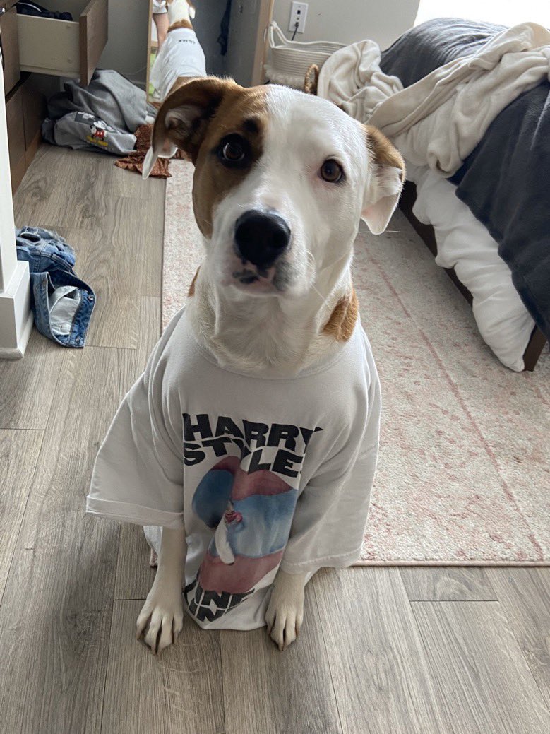 dog_rates's tweet photo. @Harry_Styles this is Sophie and she told me to let you know she’s a big fan https://t.co/EkTfofUSu2