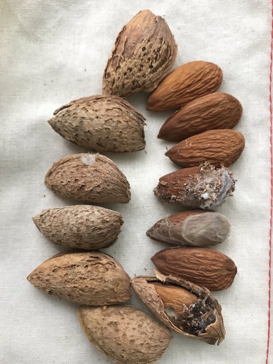 mariajodem's tweet photo. Problemas que nos evitamos con las variedades de #almendro de #cáscaradura y que encontramos en las de #cáscarablanda #spanishalmonds vs #americanalmonds #hardshell vs #papershell #almendraespañola https://t.co/oOYtSD3EhT