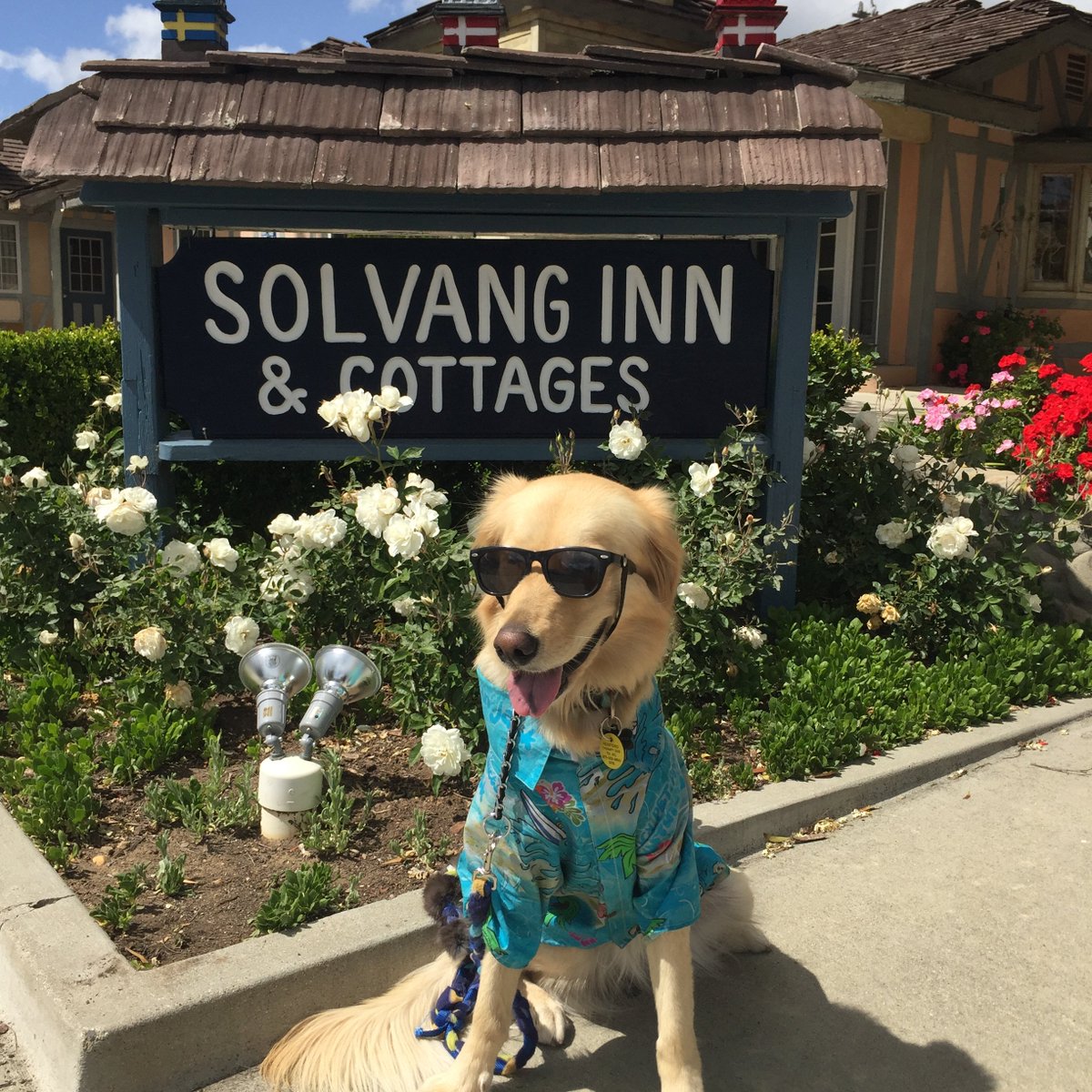 Raise your paw 🐾 if you could use a getaway right about now