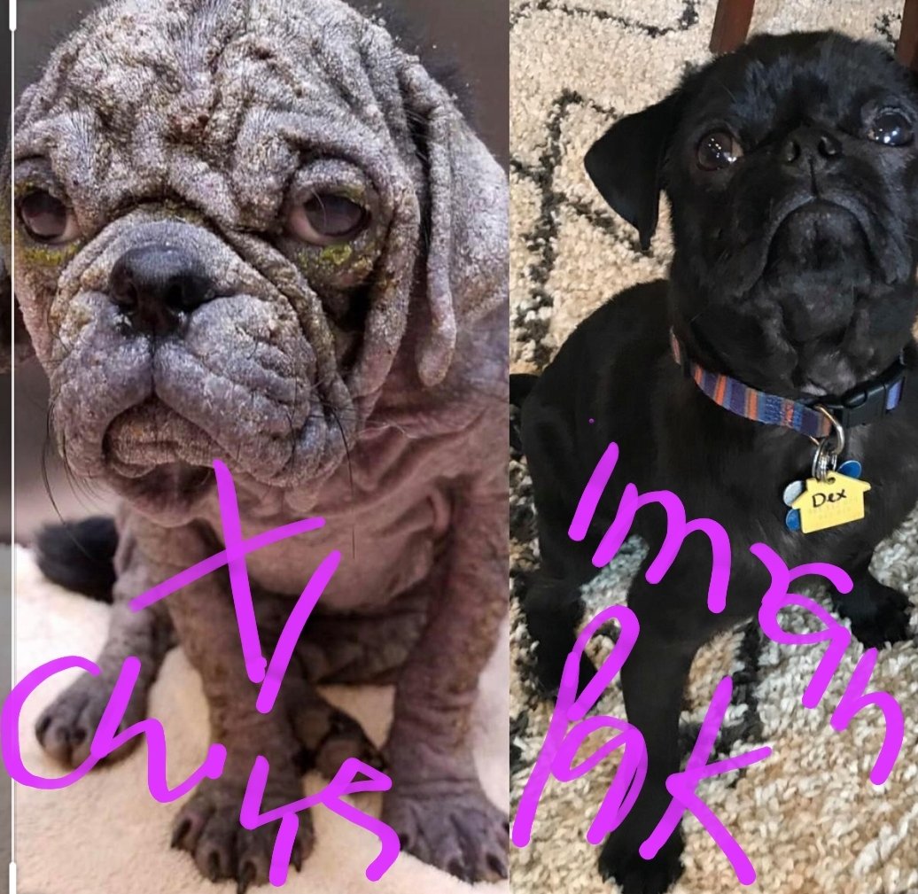 BycottOyo's tweet photo. HUNT these two DOGS https://t.co/cZkUhW1ITE