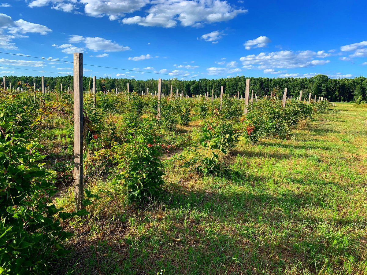 uaig_ua's tweet photo. Organic Blackberry fields.

#blackberry #strawberry #strawberries #blueberry #raspberry #plants #harvesting #advancedtechniques #blackberryfields #agriculture #agricultureproduction #farming #agricultureprocessing #foodmanufacturing #foodprocessing #agriculturelife #healthy https://t.co/g1FRfcCMwQ