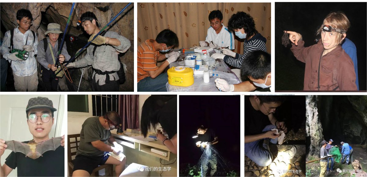 24/n So how does a Yunnan virus get to Wuhan? From the laboratory perspective, this could occur in two ways: 1) accidental infection during field work, or 2) accidental infection during laboratory work. It is clear that PPE is not always worn when collecting the bat samples:
