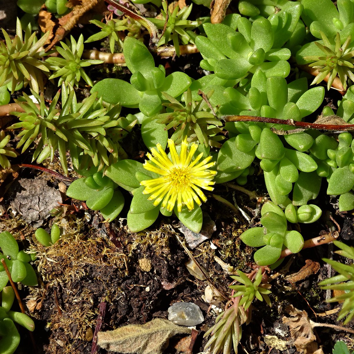 SepidehArkani's tweet photo. Our #Delosperma #basuticum, and #Sedum #acre '#Aureum' have #flowered ✨ We're delighted 😀

#Floweringsucculents #Springflowers https://t.co/1fEngbj5QS