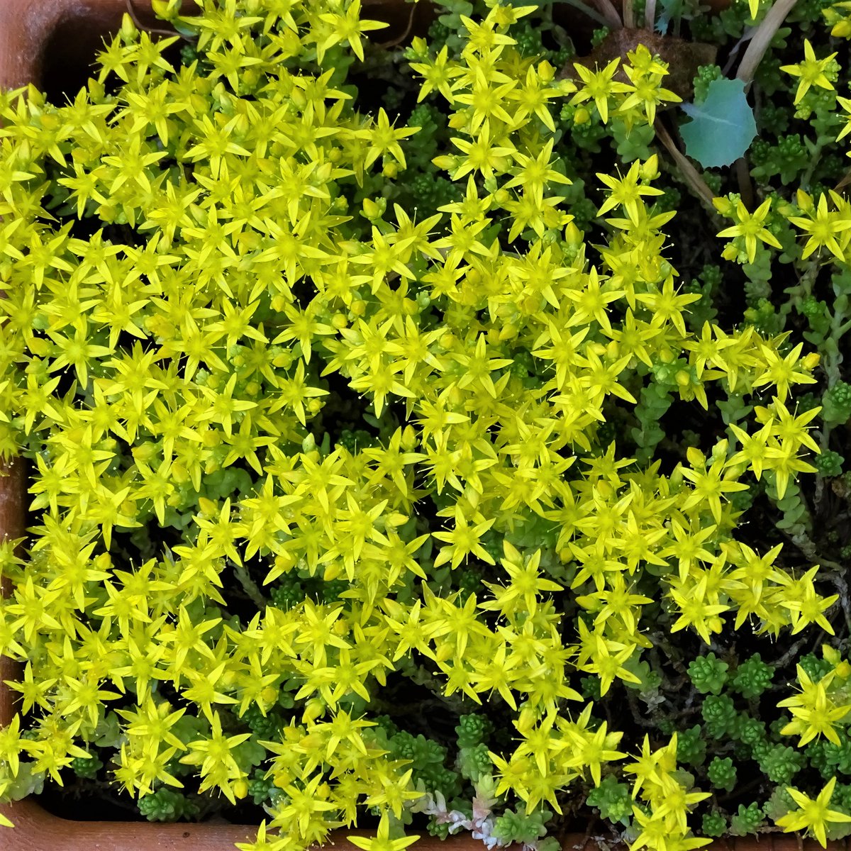 SepidehArkani's tweet photo. Our #Delosperma #basuticum, and #Sedum #acre '#Aureum' have #flowered ✨ We're delighted 😀

#Floweringsucculents #Springflowers https://t.co/1fEngbj5QS