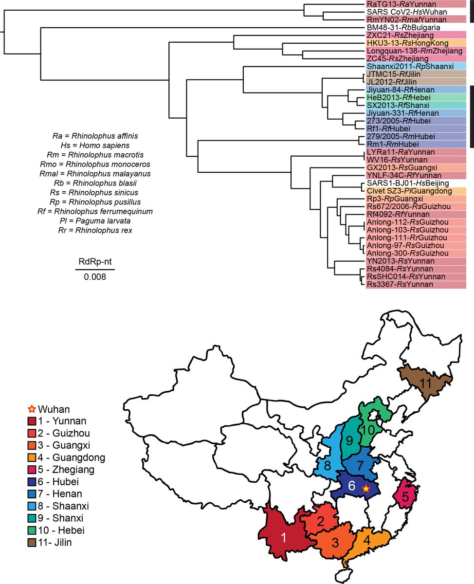 18/n When the CoV2 RdRp is aligned with other bat beta lineage CoVs, where does it align? With two recently identified CoVs (I’ll return to this…) from Yunnan province. The little sequence divergence suggests that CoV2 comes from Yunnan, not Hubei (Wuhan).