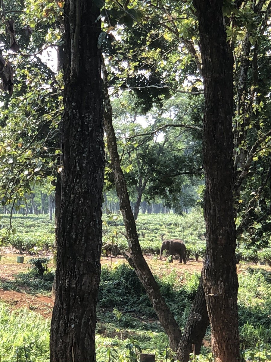 We kept vigil all day, keeping crowds at bay, making sure he was hydrated. We waited for the herd to return, but in vain. In the evening we guided it to the forest close to the herd. But the forest guards who were keeping watch informed us that he spent the night alone.