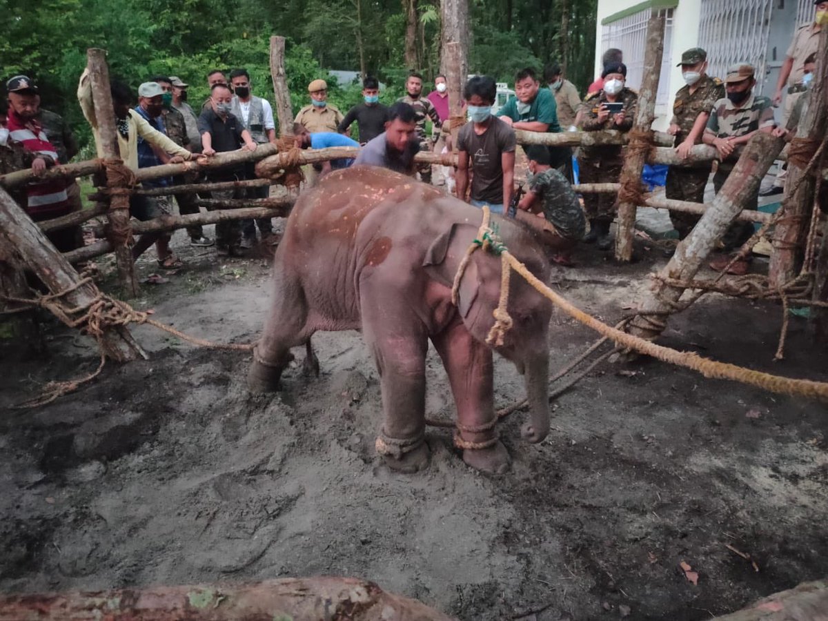 As cruel as this looks, this is the only chance this poor elephant calf has for survival. Since the evening of June 7 this boy has run into trouble nearly every day. June 8 he got left behind at Nuxalbari Tea Estate.