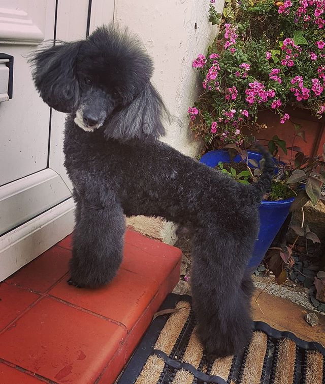 lucybennettabc's tweet photo. Post lockdown groom #fabulous #toypoodle https://t.co/GEE5FzTi49