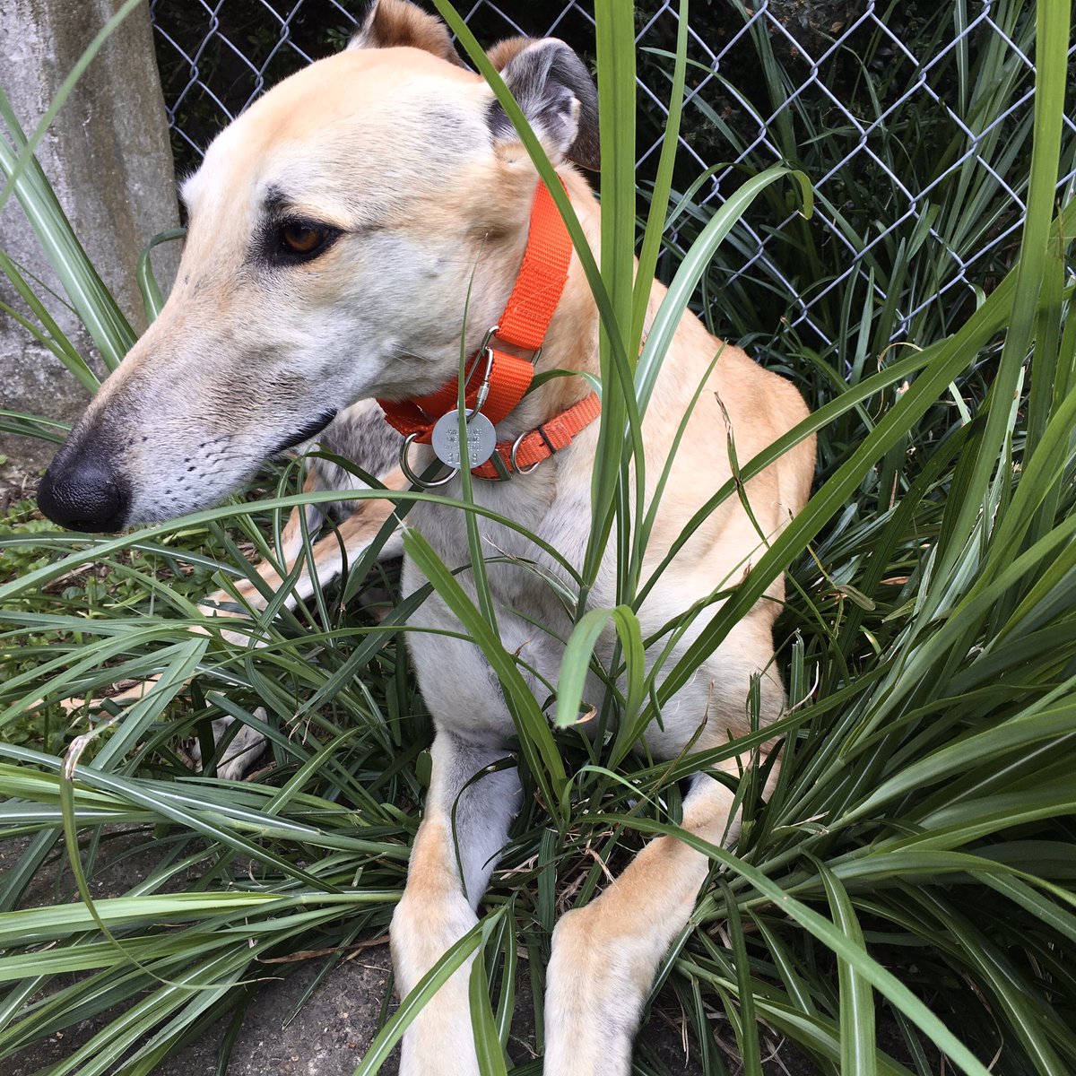 PoindexterPark's tweet photo. King of the “jungle”
#greyhound #kingofthejungle #layinthegrass #tallgrass #hiding #hidingplace #hideandseek #hidinginplainsight #greyhoundsoftwitter #sighthound #roverdotcom #ornamentalgrass #doggames #louisava #dogsofvirginia #poindexterparkpets https://t.co/YX4419GMbH