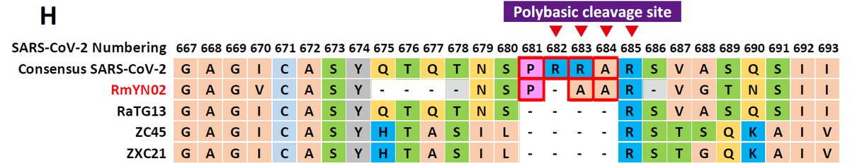 31/n This furin site, key for S1-S2 cleavage of the viral spike protein and its entry into human cells, is completely unexplained. One of the recently identified CoV2 ancestors, RmYN02, was suggested to also have amino acids inserted in this region, but this is false: