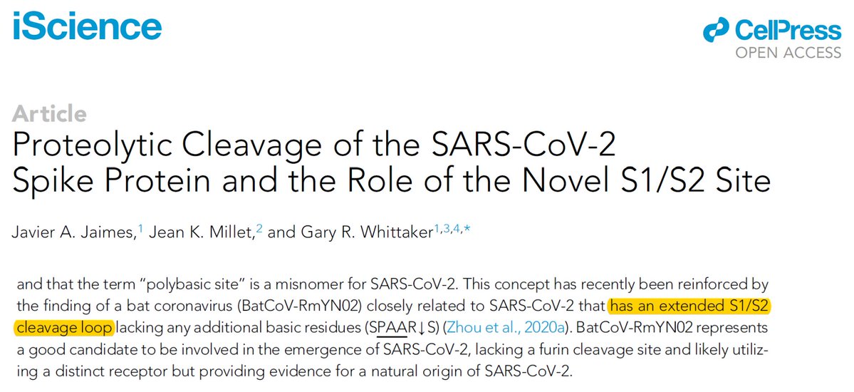 33/n Unfortunately, the idea that RmYN02 has a polybasic insertion has taken off resulting in publications like this: Neither  @CurrentBiology nor the researchers involved will comment on the nucleotide alignment, and instead chose to further disseminate the ‘insertion’ view