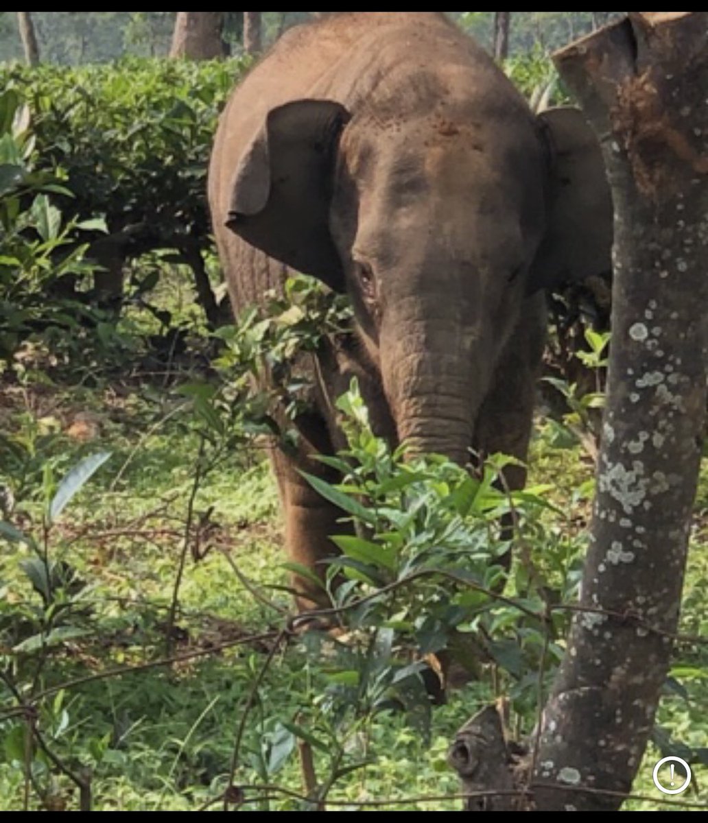 However, the next day, June 9-10 when the herd moved, the calf got left behind again. We felt he couldn’t hear and see too well and that’s probably why he was abandoned repeatedly by the herd.