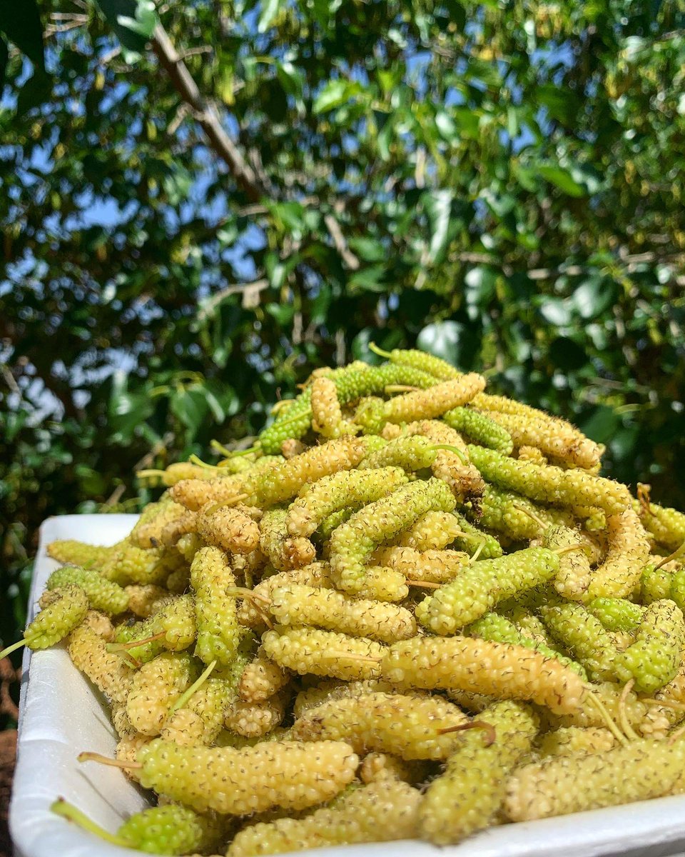 uaig_ua's tweet photo. Harvesting the Morus Alba white mulberries 
#mulberry #mulberries #blackberry #blueberry #raspberry #plants #harvesting #advancedtechniques #blackberryfields #agriculture #agricultureproduction #farming #agricultureprocessing #foodmanufacturing #foodprocessing #agriculturelife https://t.co/iECjN4Vy1y
