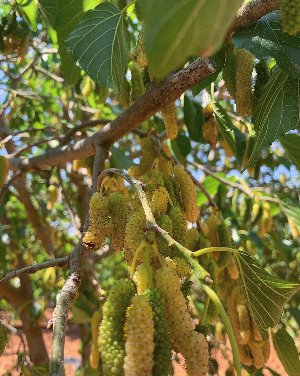 uaig_ua's tweet photo. Harvesting the Morus Alba white mulberries 
#mulberry #mulberries #blackberry #blueberry #raspberry #plants #harvesting #advancedtechniques #blackberryfields #agriculture #agricultureproduction #farming #agricultureprocessing #foodmanufacturing #foodprocessing #agriculturelife https://t.co/iECjN4Vy1y