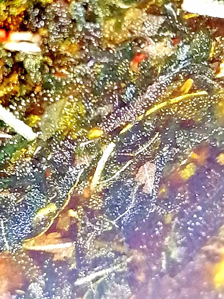 #FelizMartes✨a toda la #WeedFamily y #Tripu del #Adrycmanëllsontesterteam
#AdrycsCove,después de 9semanas de maceración,llegó la hora de la cata,espero que  me ayude a todos los niveles que necesito.Ya os iré contando,de momento separó un poco y sigo dejándolo en maceración.👐💚