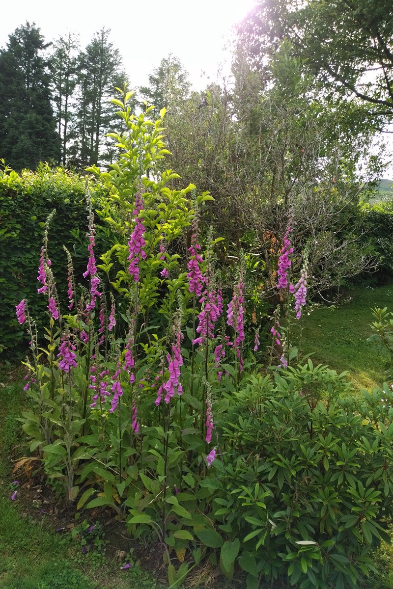BarrMinard's tweet photo. Love the flowers at the bottom of the farm house garden! Often forget to check so it's always a suprise!
#clematis #rose #honeysuckle #goldflame #azalea #myargyll https://t.co/RRM9ZAkFTt