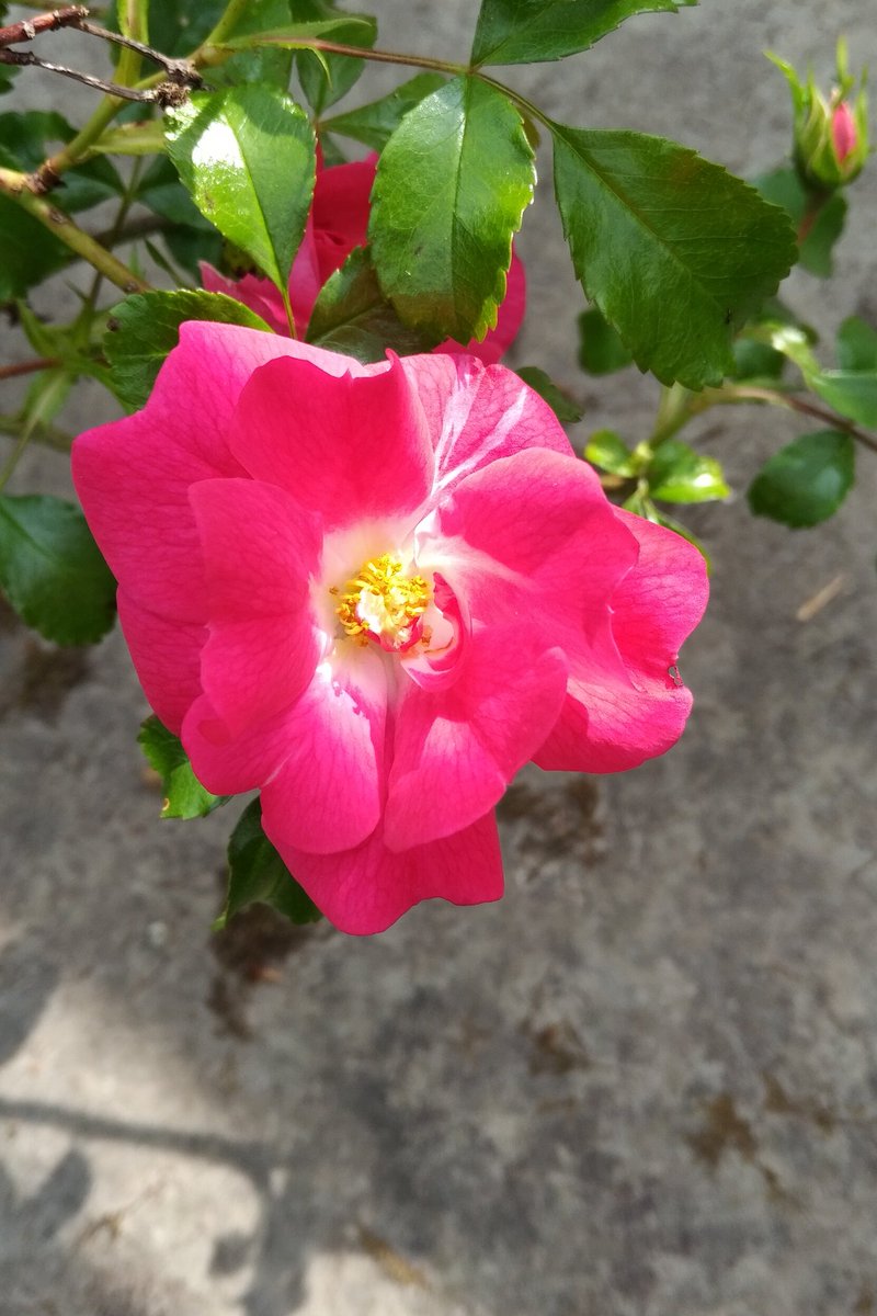 BarrMinard's tweet photo. Love the flowers at the bottom of the farm house garden! Often forget to check so it's always a suprise!
#clematis #rose #honeysuckle #goldflame #azalea #myargyll https://t.co/RRM9ZAkFTt