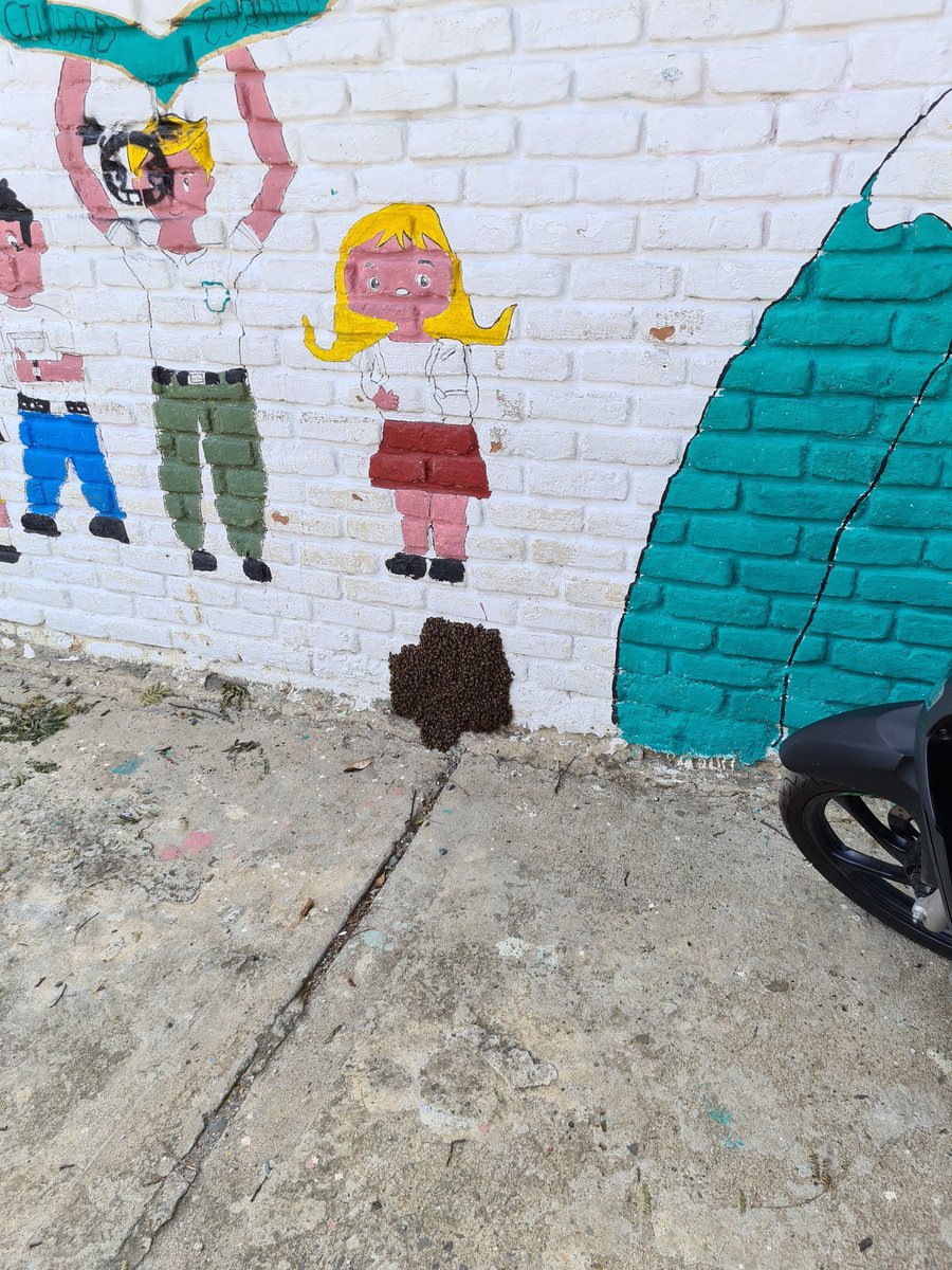 DiegoSimaolargo's tweet image. Nido de abejas en la institucion educativa ciudad cordoba calle 50 #49c-100 @DagmaOficial  @SEMCALI @BomberosCali119 @CvcAmbiental