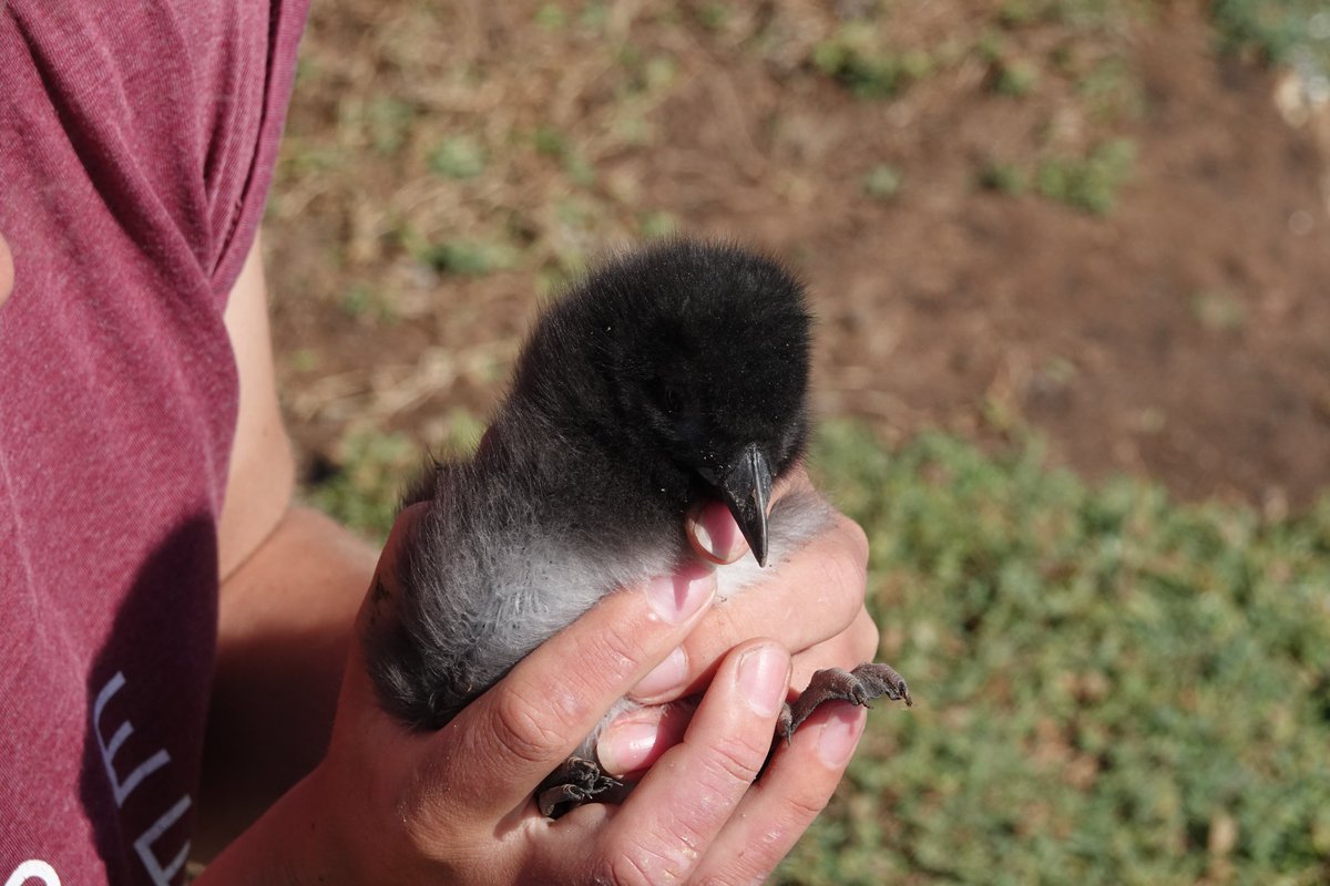 skomer_island's tweet image. Behind the scenes shots. A person must get dirty, scratched and put their dignity aside to monitor burrow nesting seabirds (like this puffling) :) but totally worth it! 
#wtsww