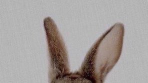 AIT_0415's tweet photo. 울 토끼도 빠질 수 없지 https://t.co/RgXyS2qBsc
