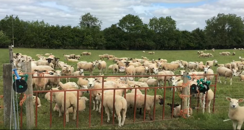 Teagasc tweet media