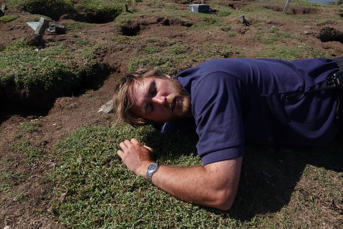 skomer_island's tweet image. Behind the scenes shots. A person must get dirty, scratched and put their dignity aside to monitor burrow nesting seabirds (like this puffling) :) but totally worth it! 
#wtsww